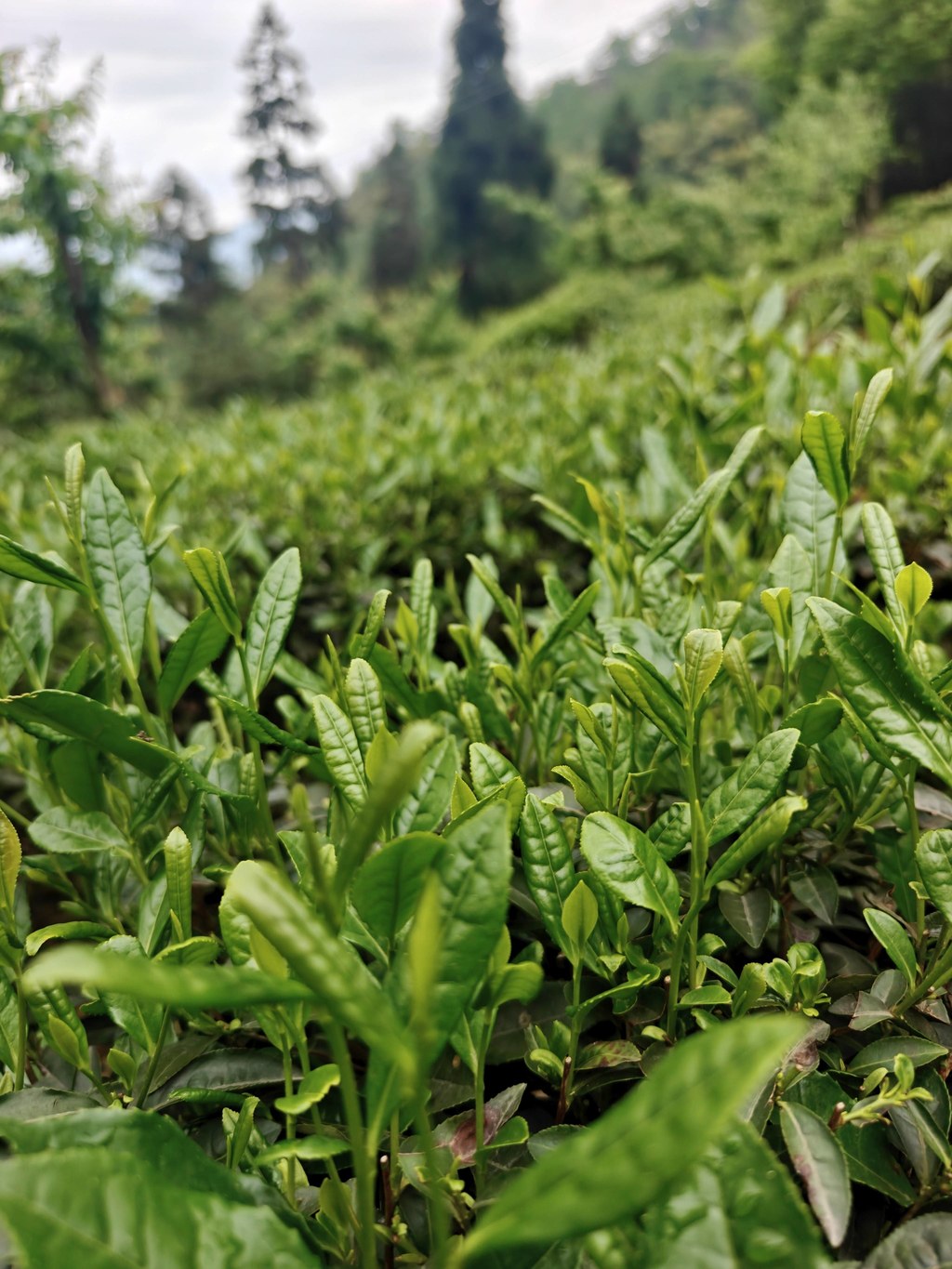 马边云雾高山茶｜翠岭裹晨雾，一园鲜叶浸满彝乡清润气