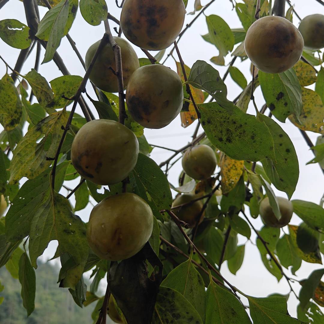 乡野枝间：青黄柿果坠秋光