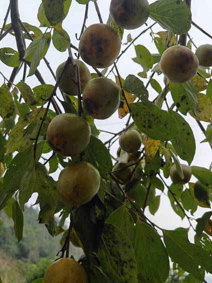 乡野枝间:青黄柿果坠秋光