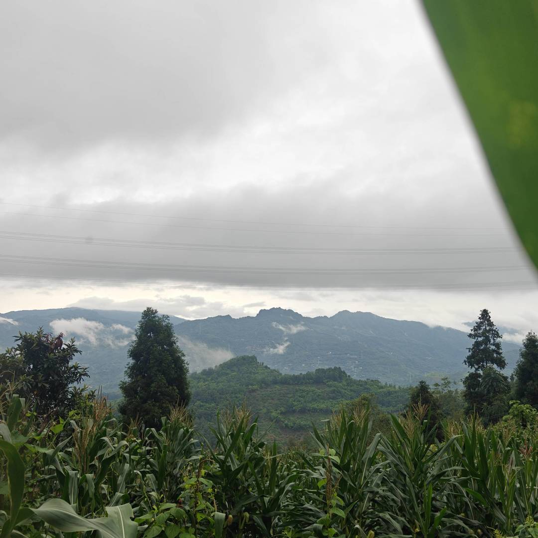 马边的清晨，总被漫山白雾包裹。
连绵青山隐在温润水汽里，山间田地、农家菜园就铺在这片云雾谷地。充沛山雾、山泉活水、山林腐殖土，构成别处复刻不了的种植环境。
没有大棚恒温催长，这里的玉米、豆类、佛手瓜、丝瓜、苦瓜，全靠高山云雾雨露缓慢滋养，生长周期更长，风味更清甜纯粹。竹架瓜棚藏在青山之下，一瓜一叶，都是马边山地独有的自然馈赠。 class=