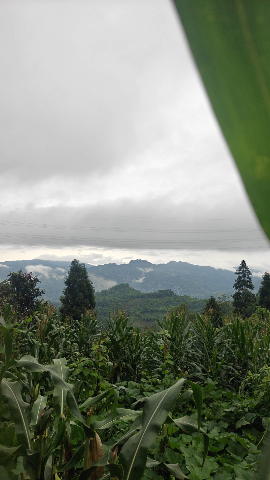 马边的清晨，总被漫山白雾包裹。
连绵青山隐在温润水汽里，山间田地、农家菜园就铺在这片云雾谷地。充沛山雾、山泉活水、山林腐殖土，构成别处复刻不了的种植环境。
没有大棚恒温催长，这里的玉米、豆类、佛手瓜、丝瓜、苦瓜，全靠高山云雾雨露缓慢滋养，生长周期更长，风味更清甜纯粹。竹架瓜棚藏在青山之下，一瓜一叶，都是马边山地独有的自然馈赠。