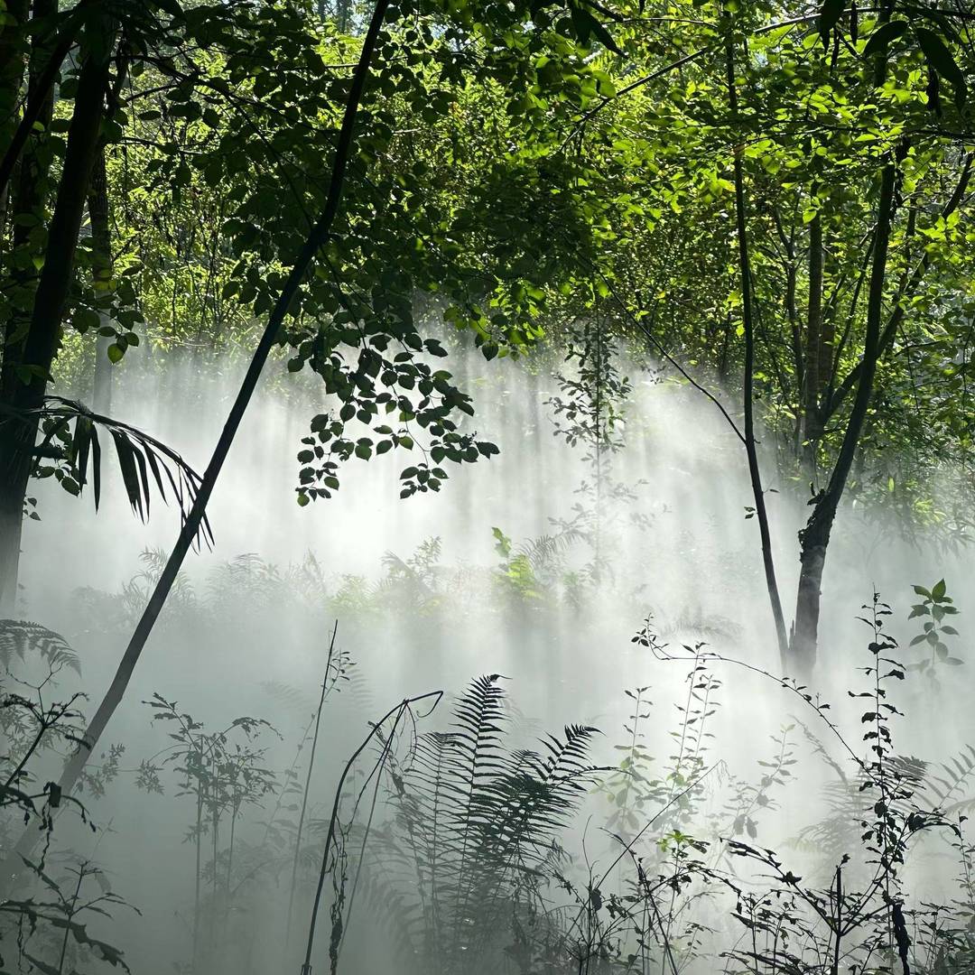 彝乡翠林里的雾中光缕：晨雾漫处，光束穿林织满枝桠
