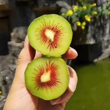 红心猕猴桃和绿心猕猴桃那个更甜 口感风味真实对比