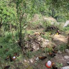酸高人群可以吃土鸡吗？本地人实战吃法分享