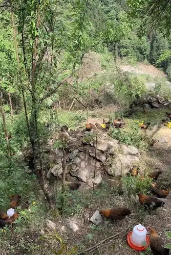 酸高人群可以吃土鸡吗？本地人实战吃法分享