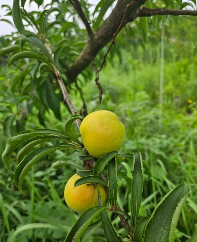 四川蜂糖李1.png