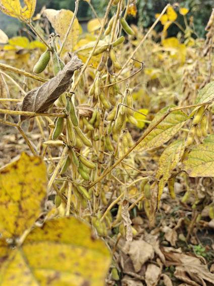 田间豆荚垂:青黄相间裹秋光