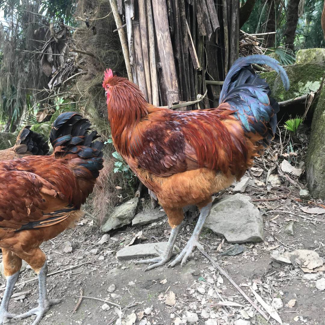 山野农特产实拍：彝乡原生环境散养土鸡 鲜亮羽色藏着马边山野馈赠的原生态本味