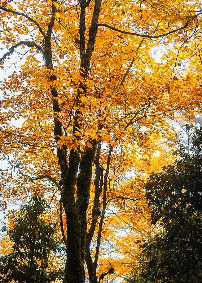 马边金家沟｜山林的秋日与冬日私语