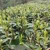 茶性特点