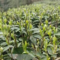 茶性特点