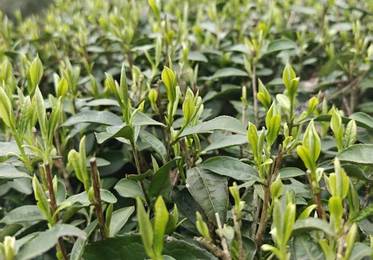 茶性特点
