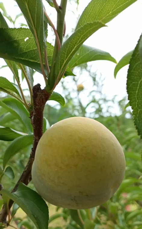 马边蜂糖李.png