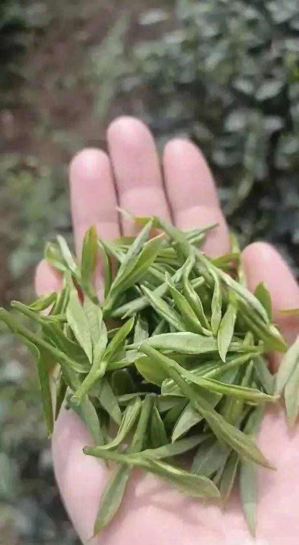 好茶源自高山！马边绿茶芽头肥厚，原料品质出众，常用来制作精品雀舌。茶香浓郁绵长，口感鲜醇顺滑，一大亮点就是久泡不苦不涩，办公间隙泡上一杯，解乏又舒心，妥妥的日常刚需好茶。 class=