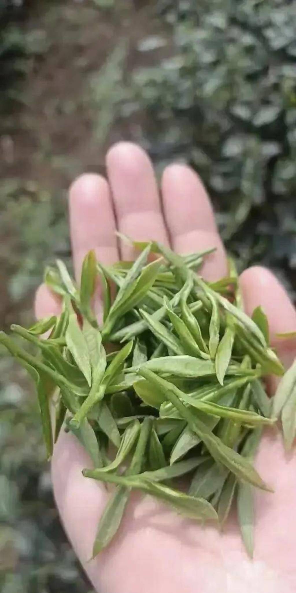 好茶源自高山！马边绿茶芽头肥厚，原料品质出众，常用来制作精品雀舌。茶香浓郁绵长，口感鲜醇顺滑，一大亮点就是久泡不苦不涩，办公间隙泡上一杯，解乏又舒心，妥妥的日常刚需好茶。