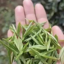 马边绿茶特点介绍：高山彝乡炒豆香、鲜醇回甘，一篇真实喝茶闲聊