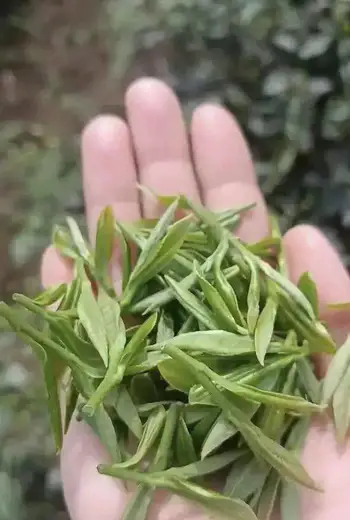 马边绿茶特点介绍：高山彝乡炒豆香、鲜醇回甘，一篇真实喝茶闲聊