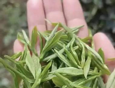 马边绿茶特点介绍：高山彝乡炒豆香、鲜醇回甘，一篇真实喝茶闲聊