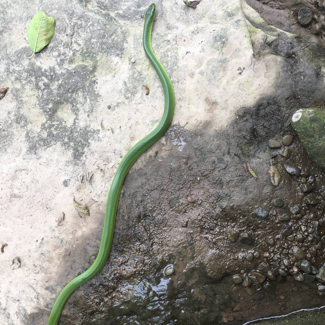 彝乡山野溪涧原生野境实拍：翠青蛇曳着鲜亮翠绿色躯体 游移于湿润岩石表面 定格山地溪畔的原生生物生态瞬间