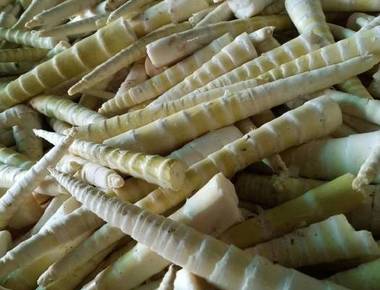 马边野生竹笋什么时候上市？吃法与保存方法