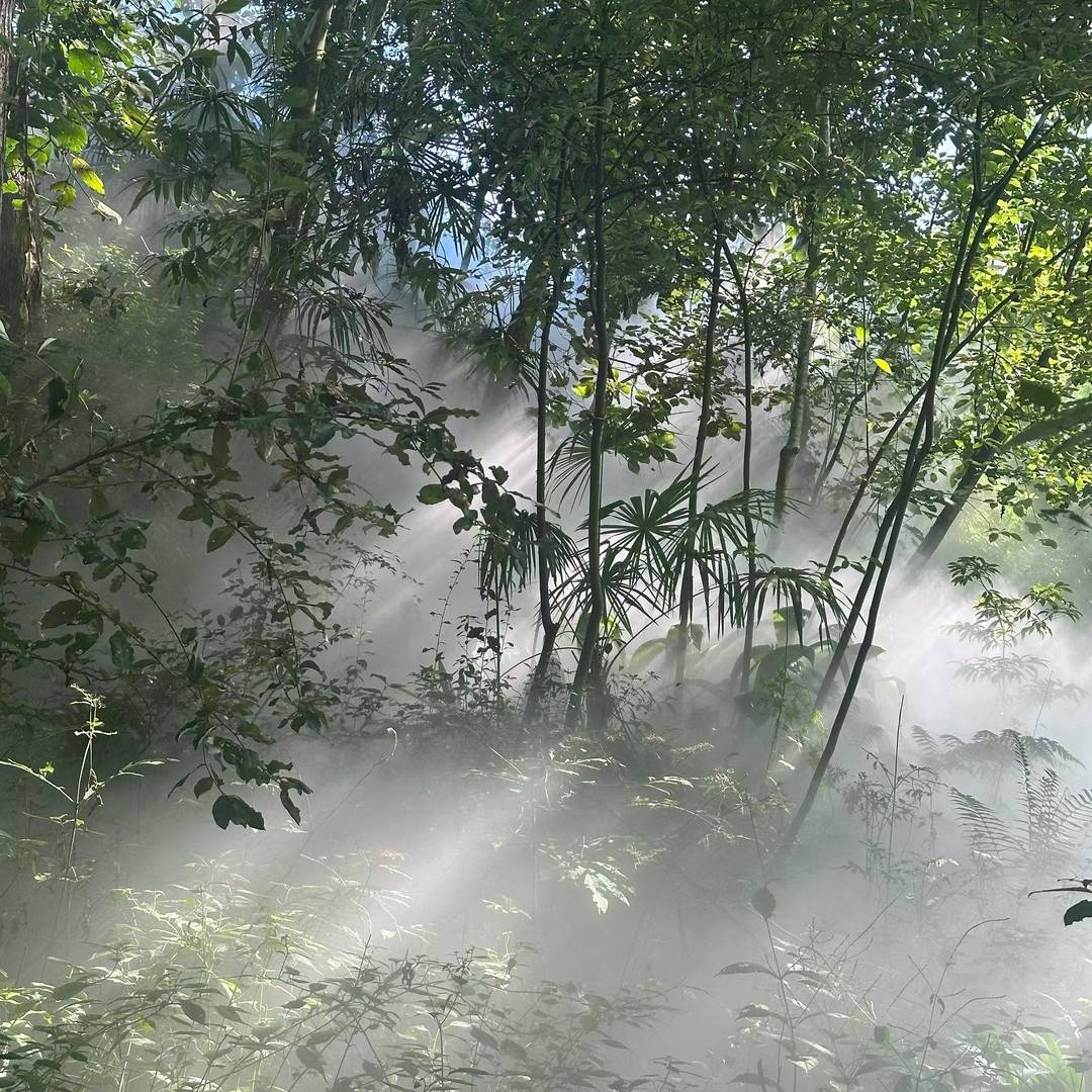 彝乡翠林里的雾中光缕：晨雾漫处，光束穿林织满枝桠