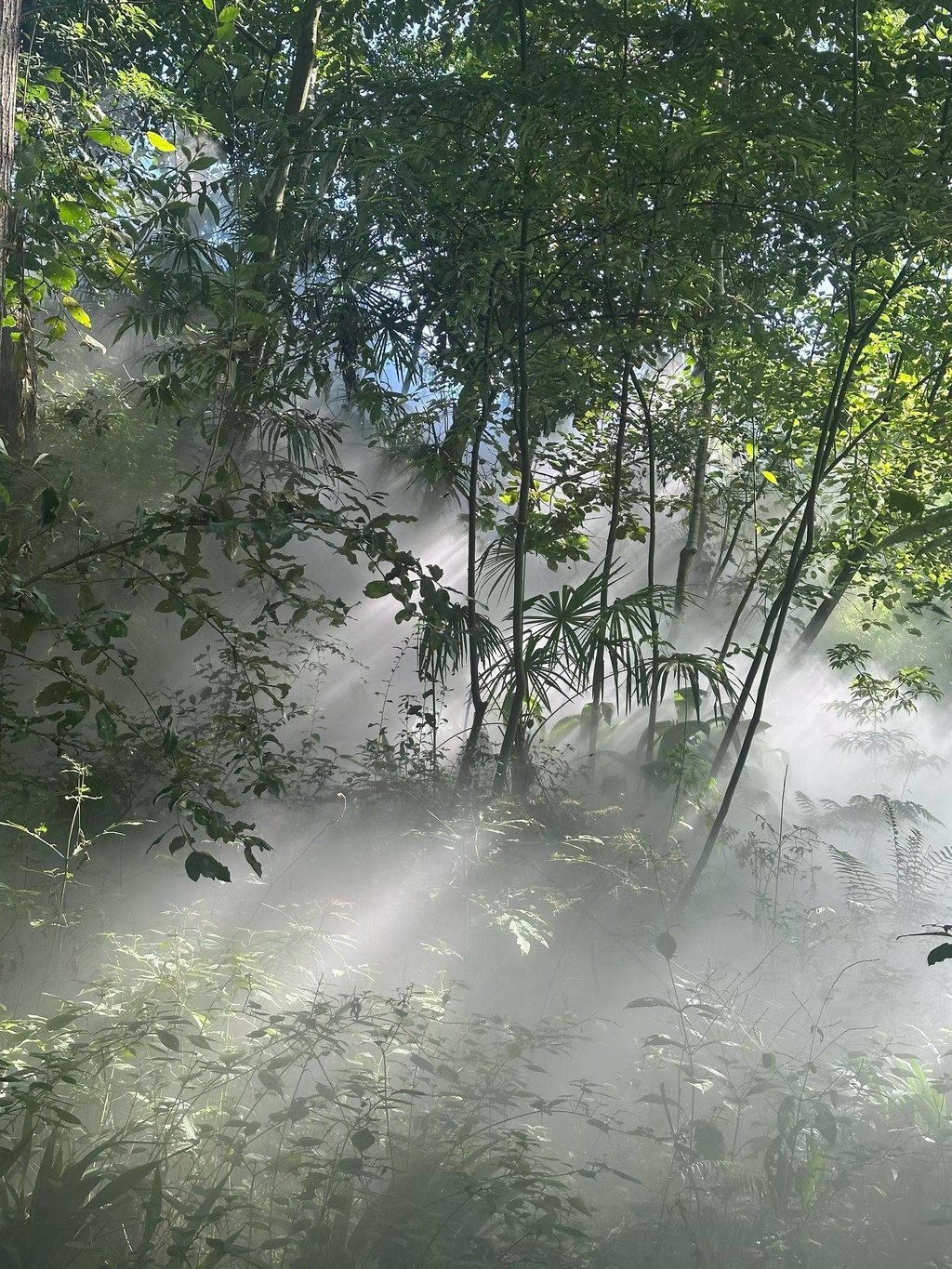 彝乡翠林里的雾中光缕：晨雾漫处，光束穿林织满枝桠
