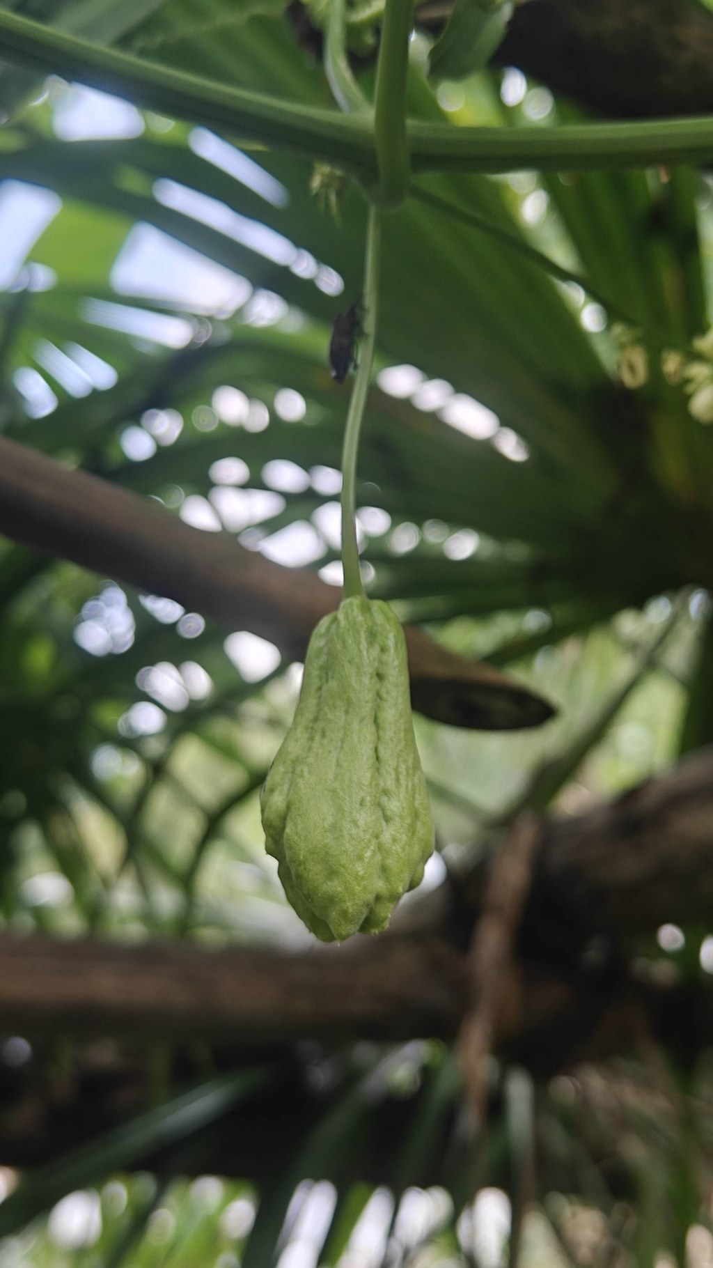 在马边的乡下，几乎每家都会搭一座瓜棚。
竹杆搭架，藤蔓缠绕，春开花、夏挂果，不用费心打理，山林雨露便会滋养出满架青绿。
图里圆润的佛手瓜、修长嫩丝瓜、纹理分明的苦瓜，都是这个时节最新鲜的产物。
路过的小虫停在瓜藤上，像是也贪恋这份山野清甜。
我们坚持本地农户露天种植，拒绝速生催熟，只为留住蔬菜本身纯粹的口感。
清炒、煲汤、凉拌，简单做法就能吃出山间独有的鲜。
