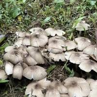高山菌季