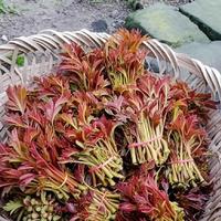 山野野菜