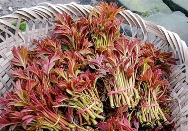 山野野菜