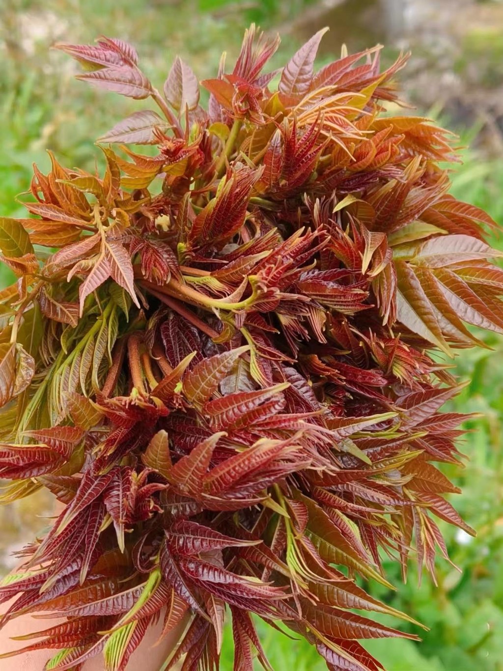 又到了吃椿芽的季节啦屋后的树冒了满枝红嫩，刚掐下来的芽头还带着山野的潮气，等会儿就做个香椿炒蛋，这才是春天最地道的味道～
