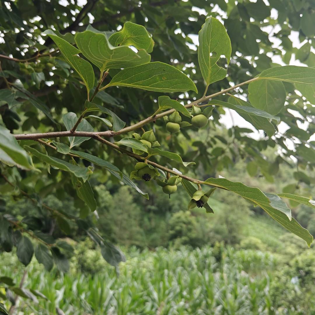乡野枝间：青柿初挂，裹满田园翠意