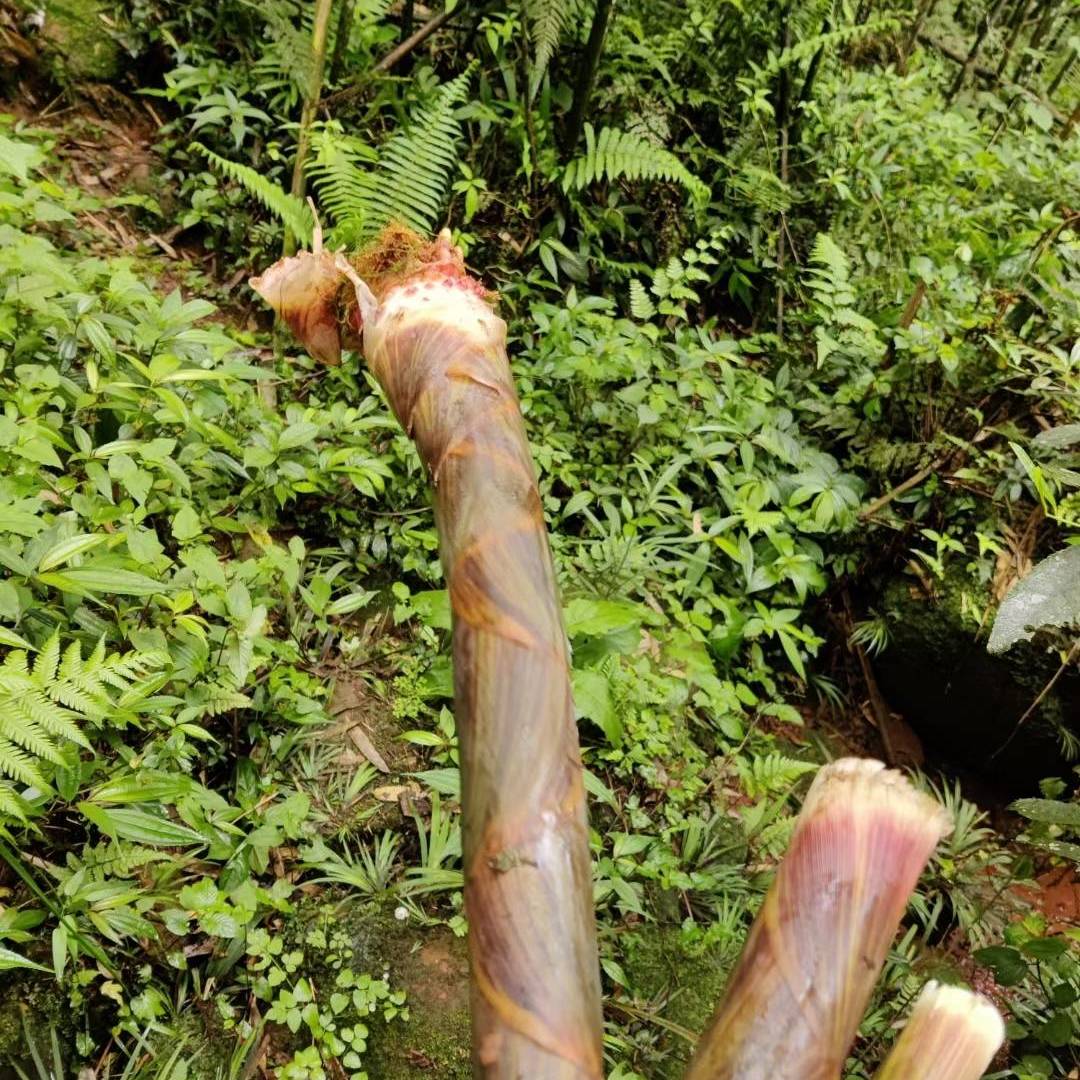 山林里钻出来的嫩鲜 “宝藏”：刚采的竹笋，裹着山野的湿润脆劲