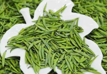 茶叶科普