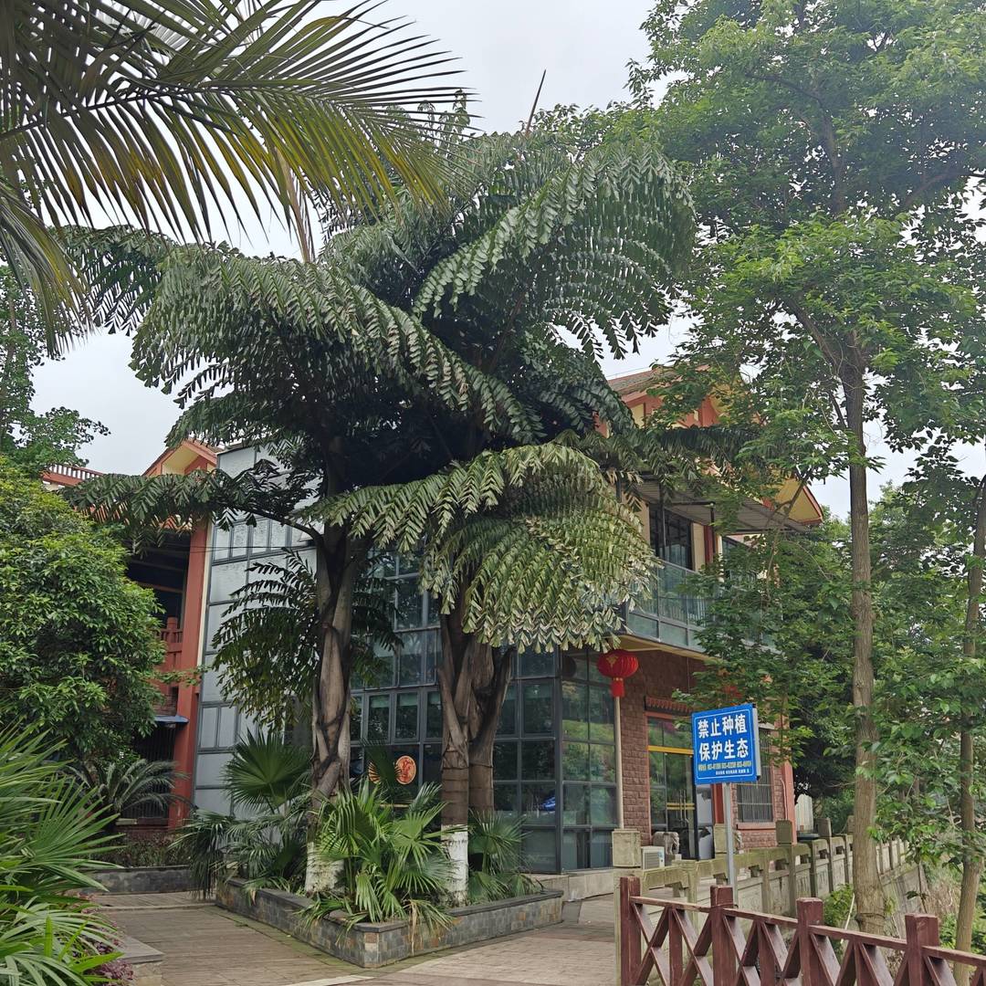 马边人的日常，一半藏在滨河步道，一半藏在熊猫广场。广场边的棕榈树、木栈道，还有刻着 “谦” 字的景观石，把小城的气质拿捏得刚刚好。沿着河边慢慢走，河水映着远山，云雾裹着青山，连风都带着慢悠悠的味道。不用特意找景点，就在熊猫广场周边散散步，吹吹河风，看看石头上的字，感受 “和马边，歌舞洋溢” 的温柔，这就是马边独有的慢生活呀 class=