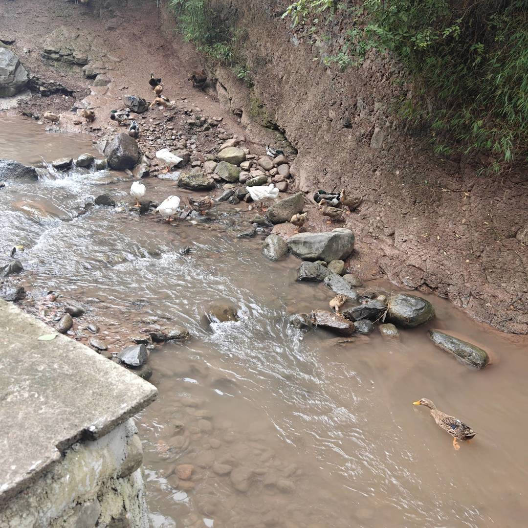 马边山涧溪流里的散养土鸭：自然活水，生态好味