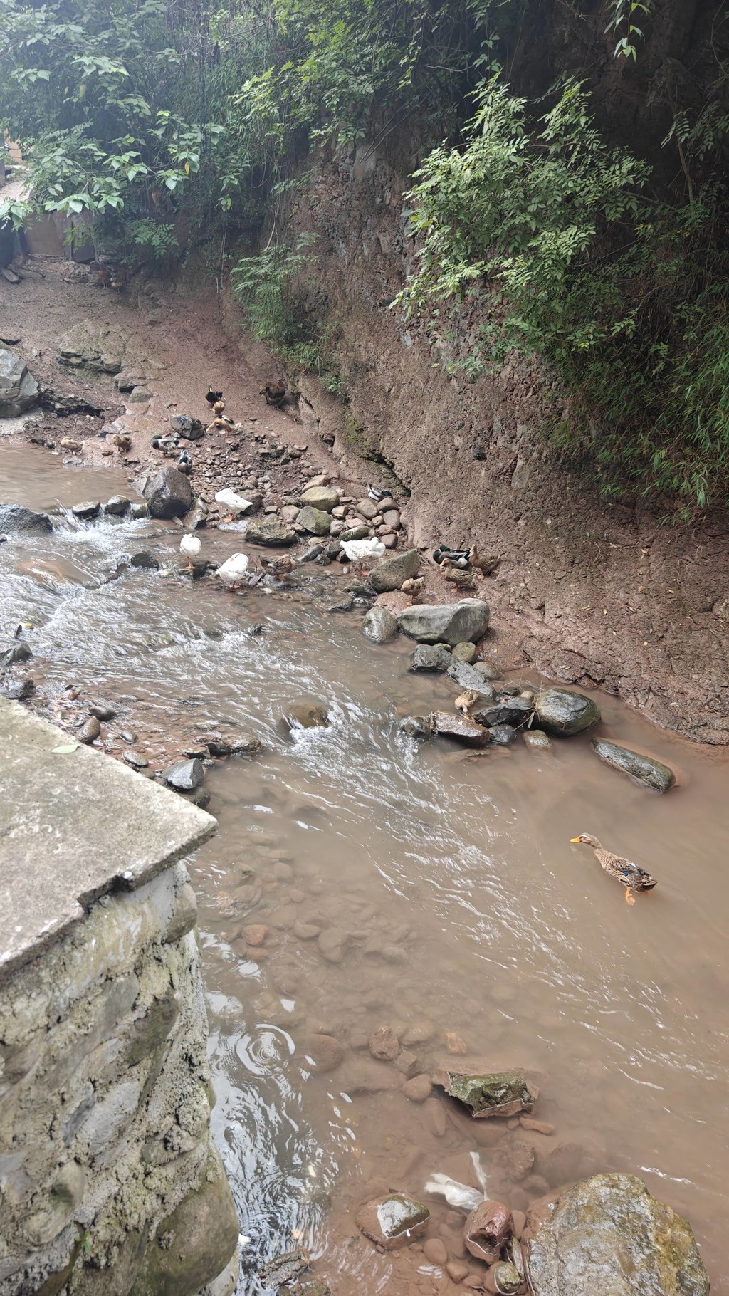 马边山涧溪流里的散养土鸭：自然活水，生态好味