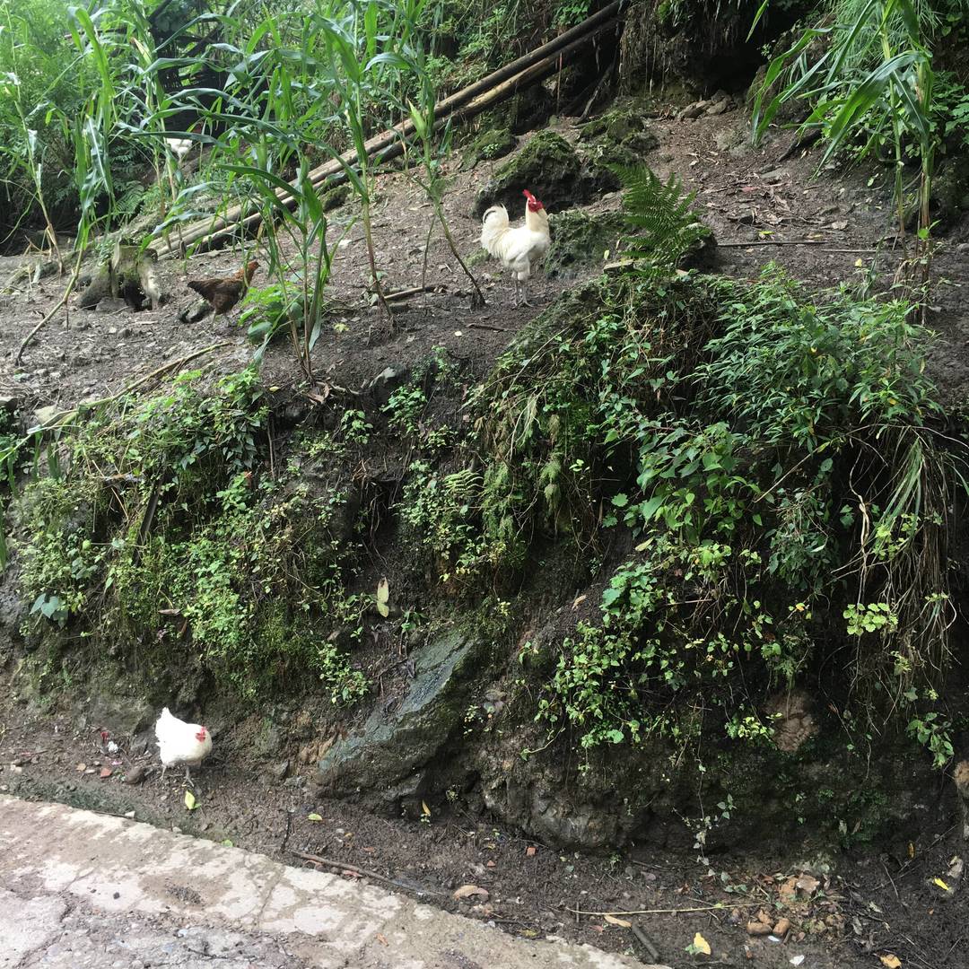 实拍马边深山里的原生态瀑布，水流从山壁倾泻而下，搭配竹林与急流，是本地人私藏的夏日清凉地。 class=