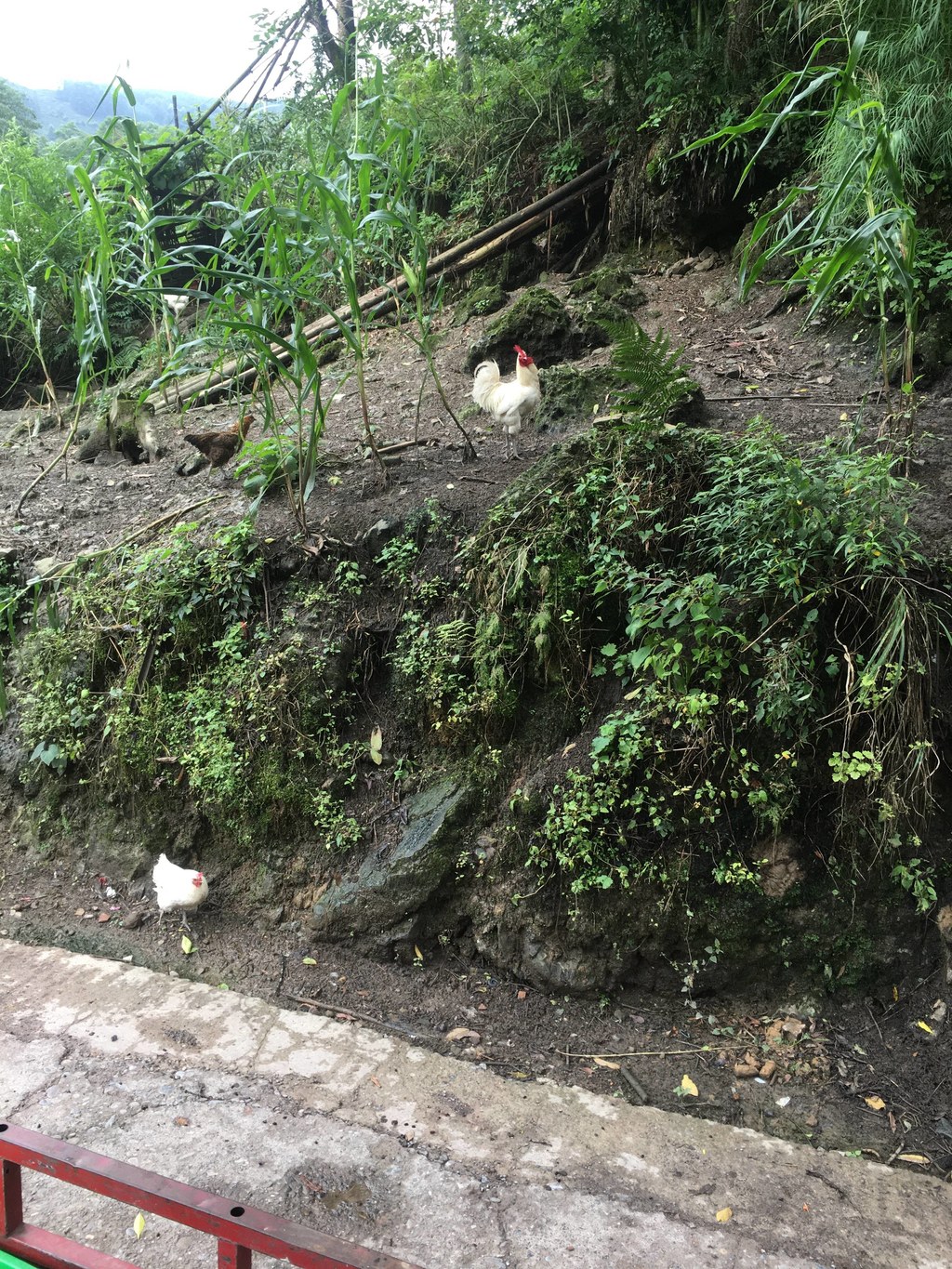 实拍马边深山里的原生态瀑布，水流从山壁倾泻而下，搭配竹林与急流，是本地人私藏的夏日清凉地。