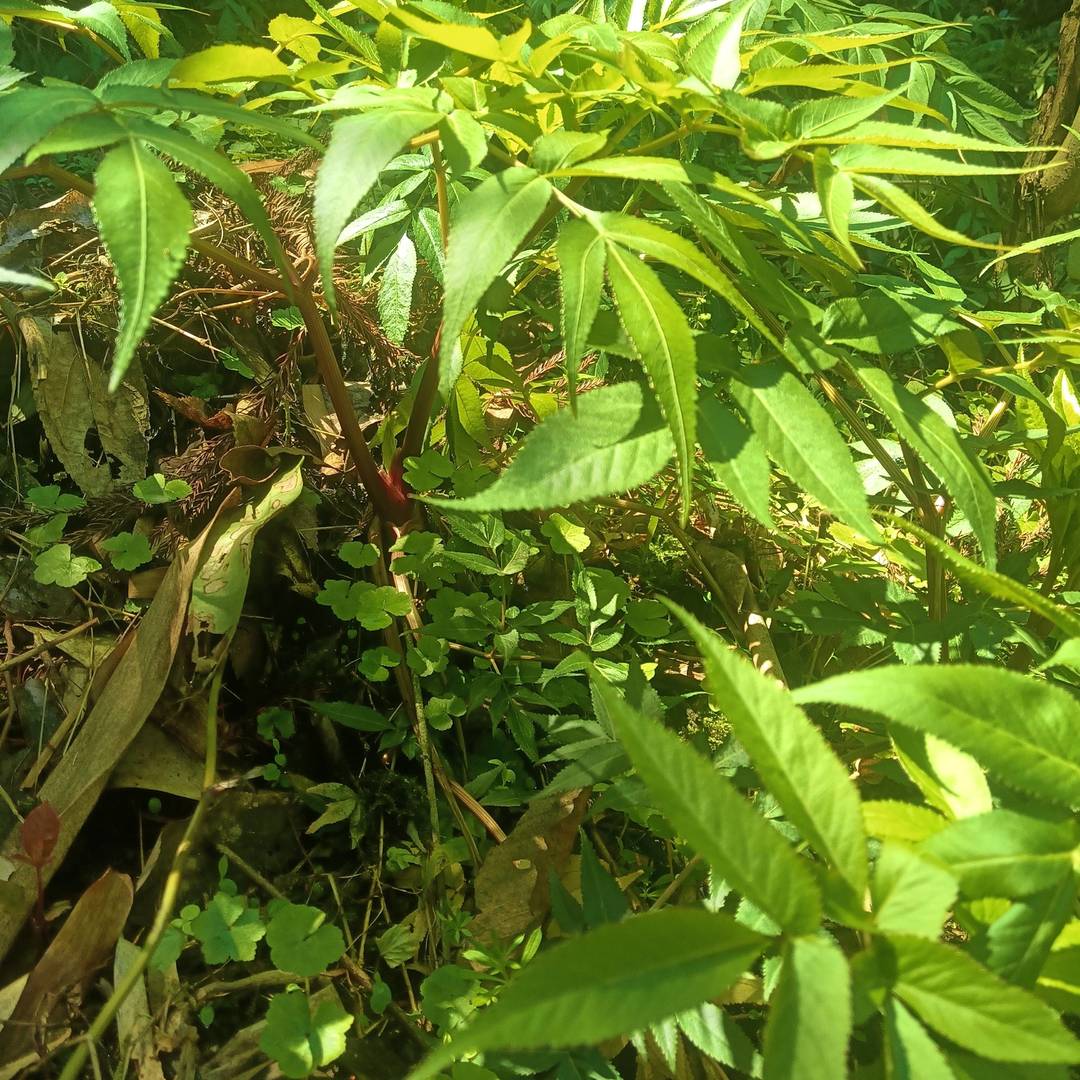 山野原生当归实拍：彝乡阴凉生态环境孕育的优质当归 是本土山野馈赠的滋补类特色农特产