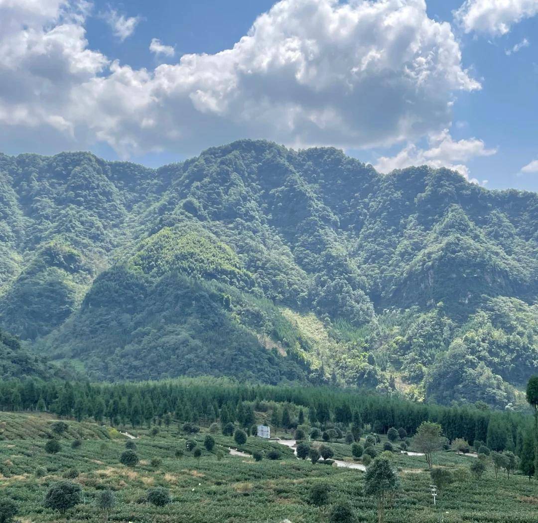 好茶源自高山！马边绿茶芽头肥厚，原料品质出众，常用来制作精品雀舌。茶香浓郁绵长，口感鲜醇顺滑，一大亮点就是久泡不苦不涩，办公间隙泡上一杯，解乏又舒心，妥妥的日常刚需好茶。 class=
