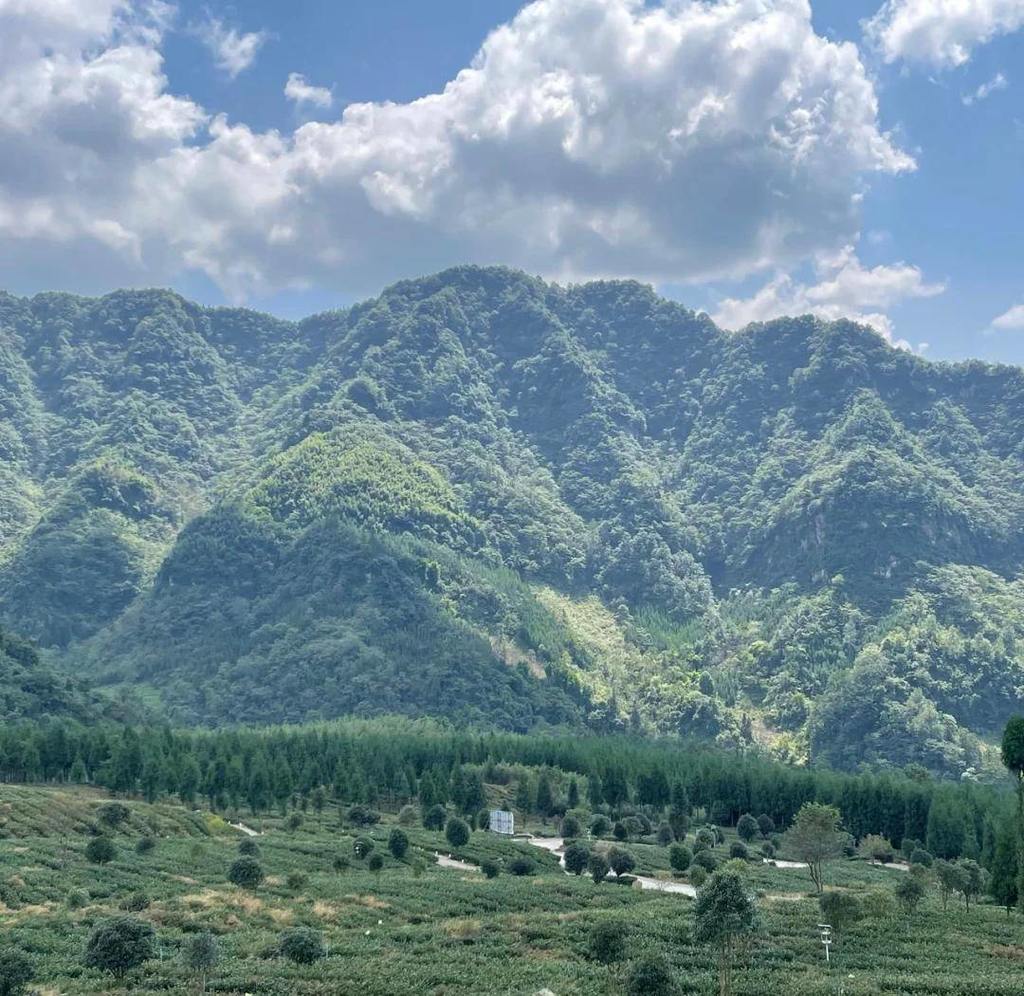 好茶源自高山！马边绿茶芽头肥厚，原料品质出众，常用来制作精品雀舌。茶香浓郁绵长，口感鲜醇顺滑，一大亮点就是久泡不苦不涩，办公间隙泡上一杯，解乏又舒心，妥妥的日常刚需好茶。