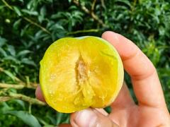 蜂糖李和蜂蜜李是一种吗？教你一眼辨真假