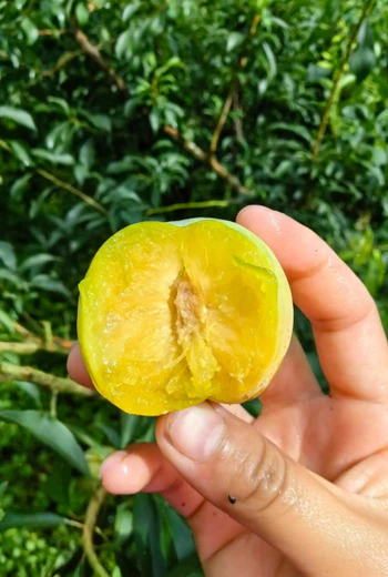 蜂糖李和蜂蜜李是一种吗？教你一眼辨真假