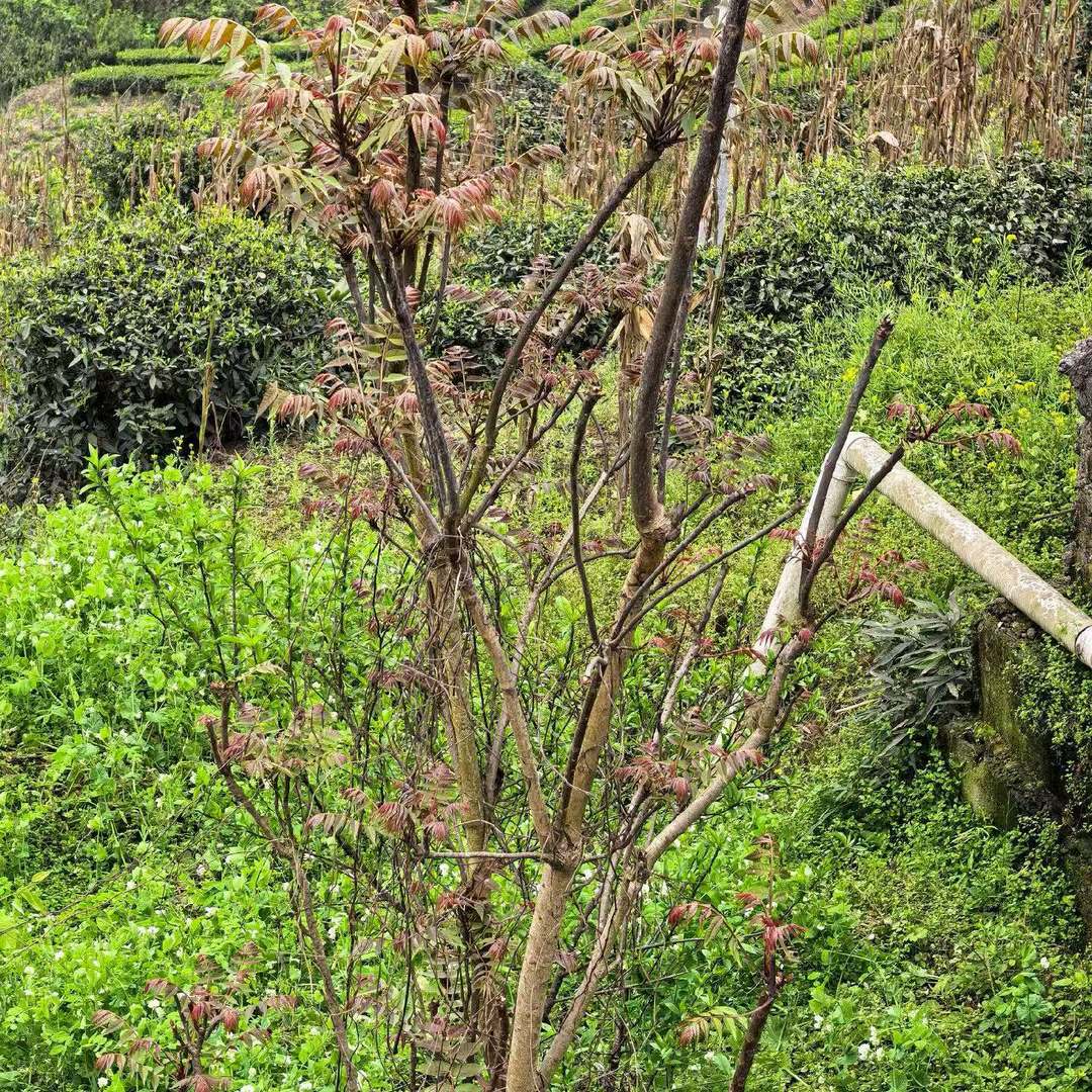 又到了吃椿芽的季节啦！屋后的树冒了满枝红嫩，刚掐下来的芽头还带着山野的潮气，等会儿就做个香椿炒蛋，这才是春天最地道的味道～