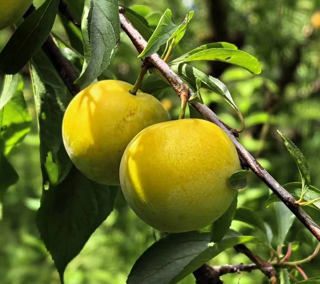 蜂糖李.jpg