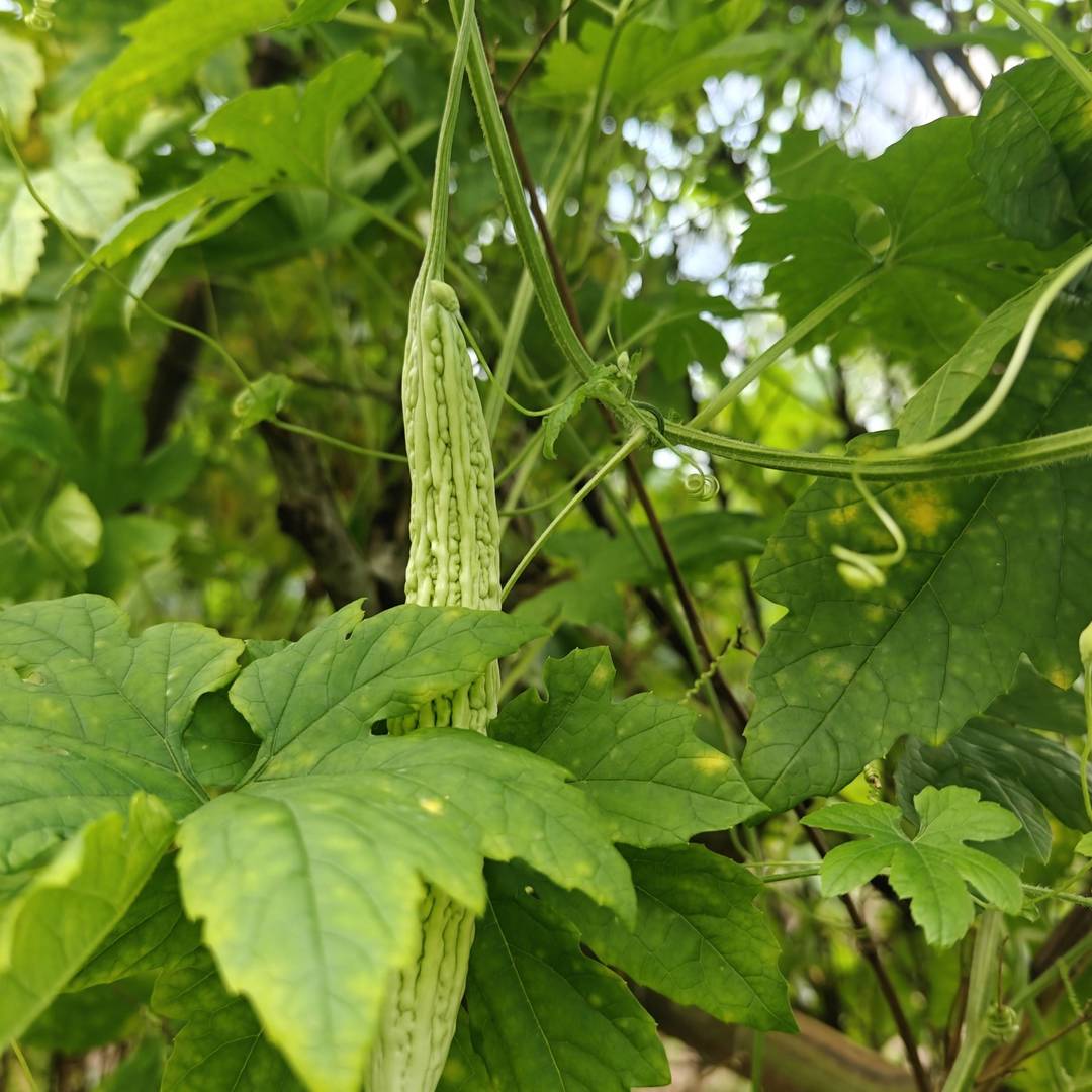在马边的乡下，几乎每家都会搭一座瓜棚。
竹杆搭架，藤蔓缠绕，春开花、夏挂果，不用费心打理，山林雨露便会滋养出满架青绿。
图里圆润的佛手瓜、修长嫩丝瓜、纹理分明的苦瓜，都是这个时节最新鲜的产物。
路过的小虫停在瓜藤上，像是也贪恋这份山野清甜。
我们坚持本地农户露天种植，拒绝速生催熟，只为留住蔬菜本身纯粹的口感。
清炒、煲汤、凉拌，简单做法就能吃出山间独有的鲜。 class=