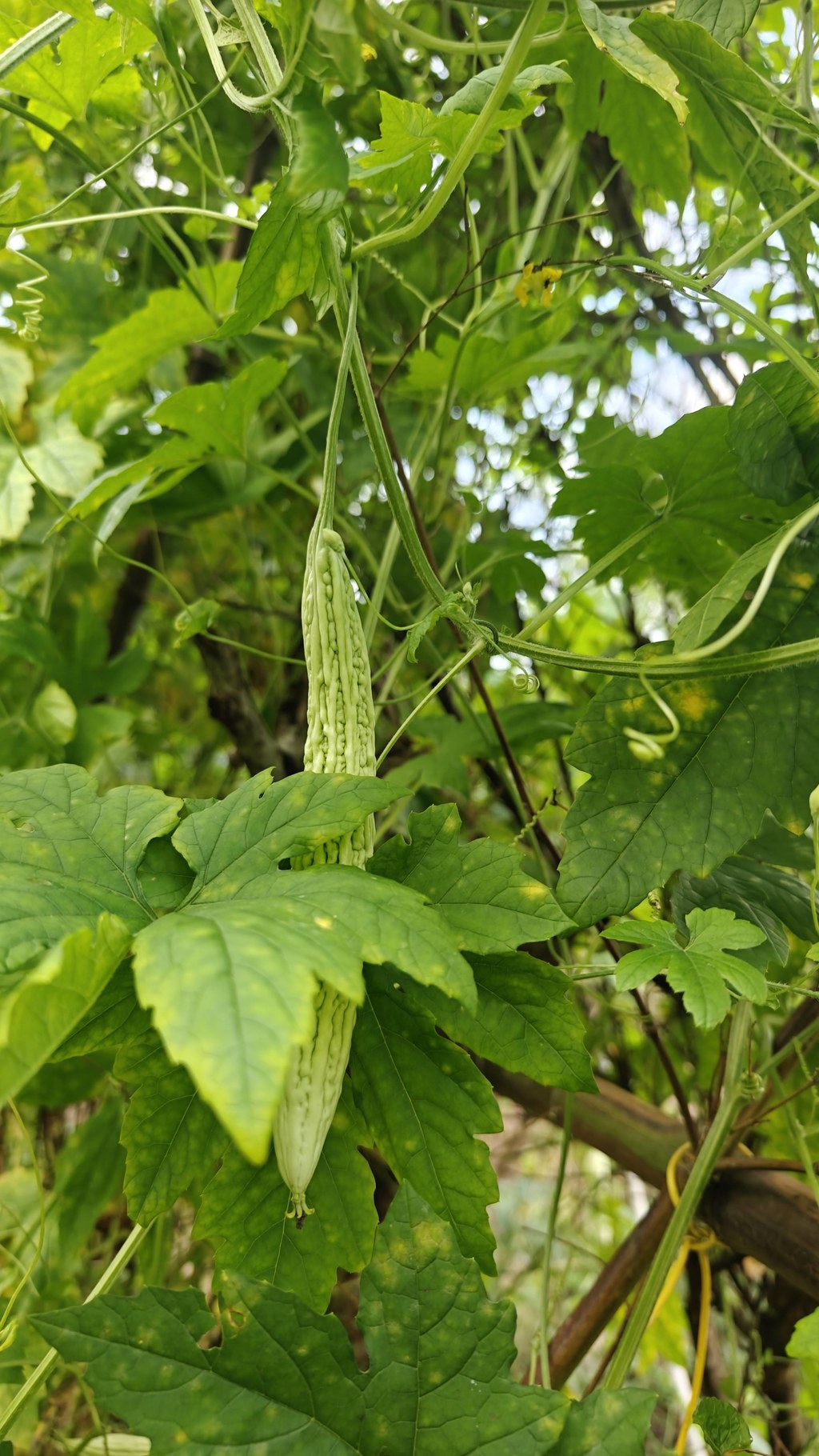 在马边的乡下，几乎每家都会搭一座瓜棚。
竹杆搭架，藤蔓缠绕，春开花、夏挂果，不用费心打理，山林雨露便会滋养出满架青绿。
图里圆润的佛手瓜、修长嫩丝瓜、纹理分明的苦瓜，都是这个时节最新鲜的产物。
路过的小虫停在瓜藤上，像是也贪恋这份山野清甜。
我们坚持本地农户露天种植，拒绝速生催熟，只为留住蔬菜本身纯粹的口感。
清炒、煲汤、凉拌，简单做法就能吃出山间独有的鲜。