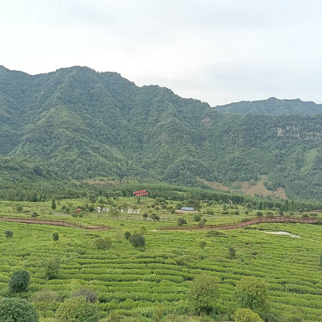 青山环抱的翠绿茶园里 木步道载着行人穿梭层叠茶垄 铺展山野茶境的松弛感