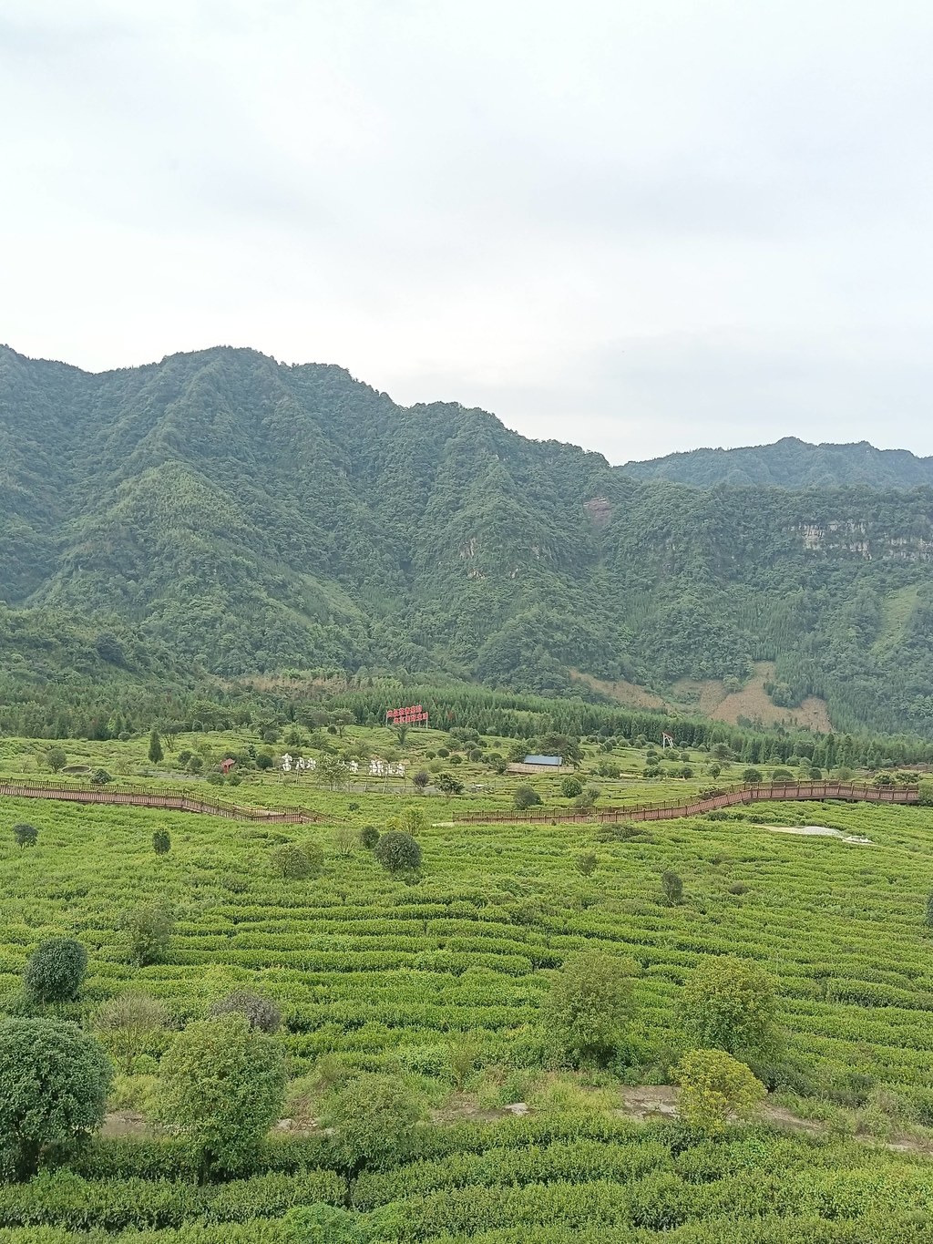 青山环抱的翠绿茶园里 木步道载着行人穿梭层叠茶垄 铺展山野茶境的松弛感